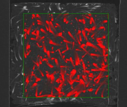 液中コンタミ